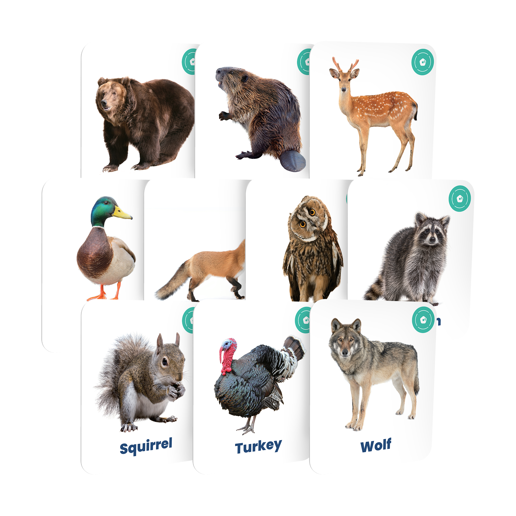 My First Forest Animals Card Set