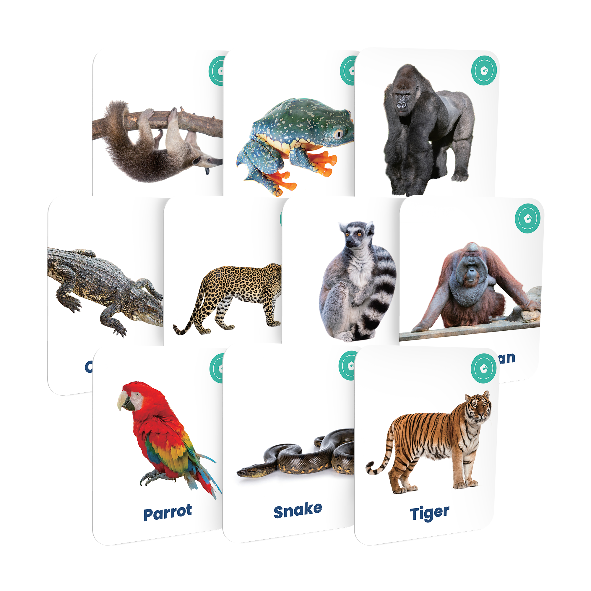 My First Jungle Animals Card Set