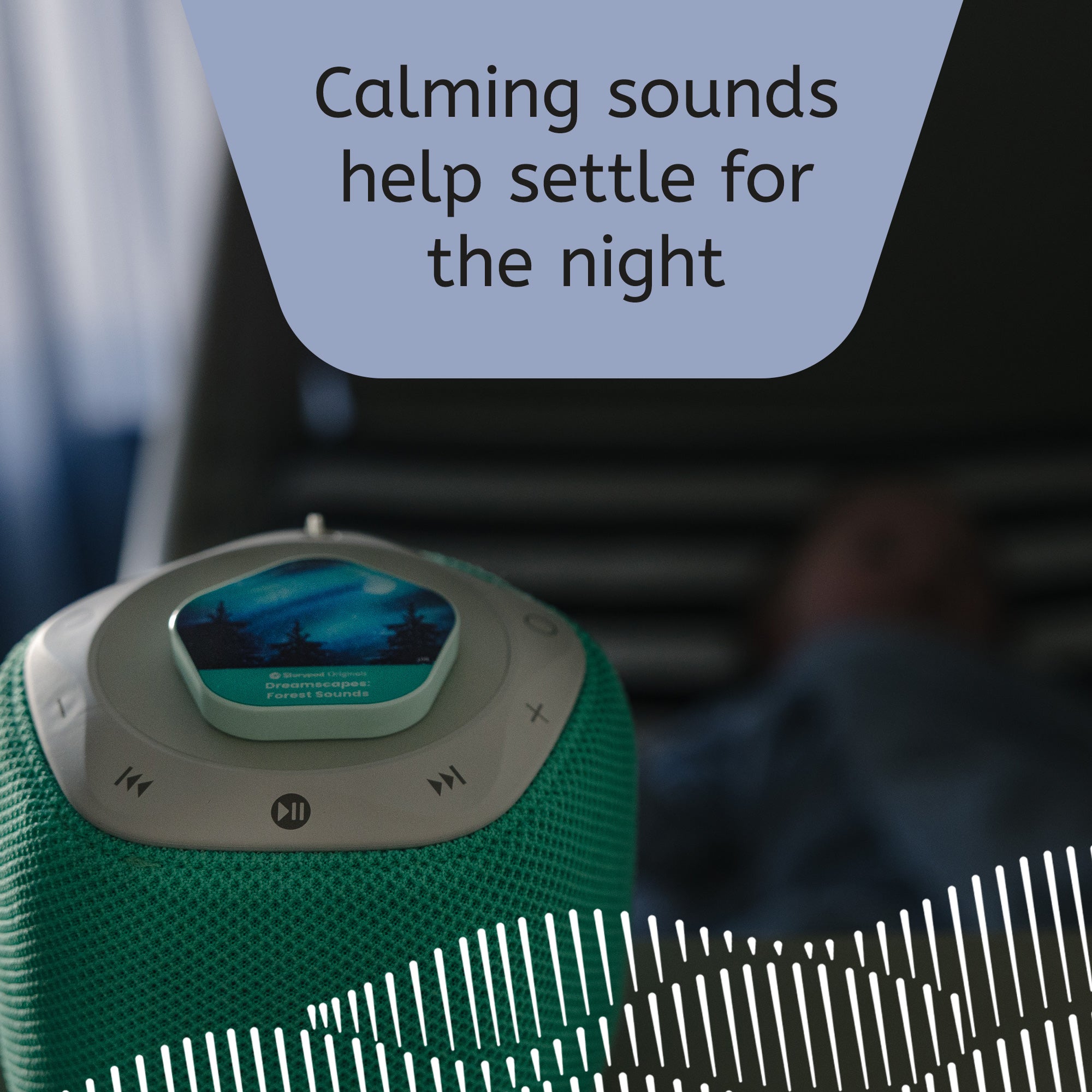 241122_Forest_Sounds_Calming_Sounds_ML_1